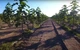 Павловния 9501 семена (50 шт) paulownia быстрорастущая морозостойкая для древесины - изображение 2
