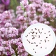 Лаванда сорт Rosea насіння 0,1 гр. (прибл. 100 шт) (Lavándula angustifólia) багаторічна справжня вузьколиста англійська садова колоскова - зображення 1