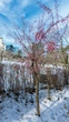 Бересклет европейский семена (10 шт) (Euonymus europaeus) бруслина декоративная - изображение 3