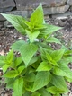 Шавлія Іспанська насіння 0,05 гр (прибл. 20 шт) (Salvia hispanica) Чіа біла - зображення 6