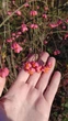 Бересклет европейский семена (10 шт) (Euonymus europaeus) бруслина декоративная - изображение 4