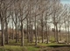 Павловния 9501 семена (50 шт) paulownia быстрорастущая морозостойкая для древесины - изображение 6