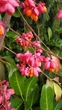 Бересклет европейский семена (10 шт) (Euonymus europaeus) бруслина декоративная - изображение 6