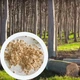 Павловния 9501 семена 250 мг. (прибл. 1000 шт) paulownia быстрорастущая морозостойкая для древесины - изображение 1