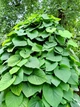 Кірказон звичайний насіння 1 гр. (прибл. 50 шт) (Aristolochia clematitis) хвилівник арістолохія - зображення 3