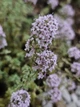 Чебрець Лимонний насіння 0,01 гр. (прибл. 40 шт) (Thymus citriodorus) багаторічний тим'ян цитрусовий - зображення 4