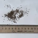 Монарда Дудчатая семена 0,01 гр. (прибл. 40 шт) (Monarda fistulosa) многолетняя дикий бергамот - изображение 8