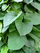 Кірказон звичайний насіння 1 гр. (прибл. 50 шт) (Aristolochia clematitis) хвилівник арістолохія - зображення 6