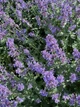 Котовник Великоквітковий насіння 0,02 гр. (прибл. 30 шт) (Nepeta grandiflora) багаторічний котяча м'ята великоцвіта медонос - зображення 7
