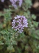 Чебрець Лимонний насіння 0,01 гр. (прибл. 40 шт) (Thymus citriodorus) багаторічний тим'ян цитрусовий - зображення 7