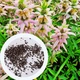 Монарда Крапчаста насіння 0,01 гр. (прибл. 70 шт) (Monarda punctata) багаторічна бергамот плямистий, кінська м'ята - зображення 1