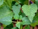 Шалфей отклонённый семена 0,05 гр (прибл 30 шт) (Salvia pratensis) - изображение 6