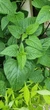 Шалфей отклонённый семена 0,05 гр (прибл 30 шт) (Salvia pratensis) - изображение 7
