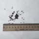 Шалфей отклонённый семена 0,05 гр (прибл 30 шт) (Salvia pratensis) - изображение 8