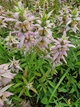 Монарда Крапчаста насіння 0,01 гр. (прибл. 70 шт) (Monarda punctata) багаторічна бергамот плямистий, кінська м'ята - зображення 5