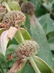 Монарда Крапчаста насіння 0,01 гр. (прибл. 70 шт) (Monarda punctata) багаторічна бергамот плямистий, кінська м'ята - зображення 7
