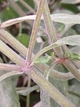 Монарда Крапчаста насіння 0,01 гр. (прибл. 70 шт) (Monarda punctata) багаторічна бергамот плямистий, кінська м'ята - зображення 8