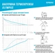 Термокружка Kambukka Olympus 500 мл Ярко-розовая (11-02028) - изображение 7