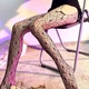 Колготки с открытым доступом Spider Web декоративные узор паутина размер универсальный черные - изображение 1