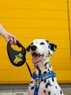 Шнурок для адресника из паракорда WAUDOG Smart ID, светоотражающий, 25-45 см 4 мм Синий (603812) - изображение 13