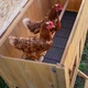 Будиночок для курей Ferplast Hen House 10 124х98х110 см (57094500) - зображення 9