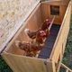 Будиночок для курей Ferplast Hen House 30 162х100х110 см (57096000) - зображення 9