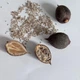 Павловнія повстяна (войлочна) насіння (близько 2500 шт) (Paulownia tomentosa) медонос морозостійка швидкоростуча - зображення 10