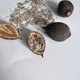 Павловнія повстяна (войлочна) насіння (близько 2500 шт) (Paulownia tomentosa) медонос морозостійка швидкоростуча - зображення 11