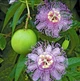 Пассифлора маракуйя семена (10 шт) (Passiflora incarnat) северная инкарната страстоцвет морозостойкая - изображение 1