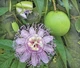 Пассифлора маракуйя семена (10 шт) (Passiflora incarnat) северная инкарната страстоцвет морозостойкая - изображение 2