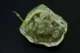 Пассифлора маракуйя семена (10 шт) (Passiflora incarnat) северная инкарната страстоцвет морозостойкая - изображение 6