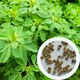 Грибна трава Трігонела насіння 1 г (прибл 90 шт) (Trіgonella foenum-graecum) пажитник, шамбала, фенугрек - зображення 9