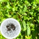 Мята перечная семена 0,1 г (прибл 1000 шт) (Mentha piperita) - изображение 1