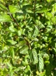 Мята перечная семена 0,1 г (прибл 1000 шт) (Mentha piperita) - изображение 2