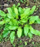Щавель Широколистий насіння 1 г (прибл 1400 шт) листовий кислий ранній (Rumex acetosa) - зображення 4