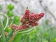 Щавель Широколистий насіння 1 г (прибл 1400 шт) листовий кислий ранній (Rumex acetosa) - зображення 9