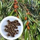 Джида насіння (50 шт) лох вузьколистий фінік морозостійкий Elaeágnus angustifolia - зображення 9