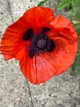 Мак восточный Султан семена 0,1 г (прибл 400 шт) декоративный садовый (Papaver orientale) - изображение 9