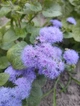 Насіння Агератум Блакитна лагуна (0,1 г), For Hobby, TM GL Seeds - зображення 1