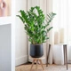 Субстрат крафтовый для замиокулькаса 3л (Zamioculcas zamiifolia) - изображение 4