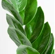 Субстрат крафтовый для замиокулькаса 3л (Zamioculcas zamiifolia) - изображение 3
