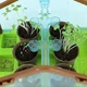 Набор для опытов домашняя теплица Home made plant Игровой набор теплица для выращивания растений с семенами - изображение 8