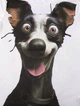 Футболка NEW SUMMER стильна With Funny Cartoon Dog Print, білий, XL - зображення 4