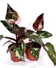 Філодендрон Pink Princess, высота 30-40 см, объём горшка 1л (RG563) - изображение 3