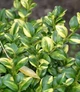 Самшит "Аureovariegata" (в горшку D1.) - изображение 1
