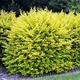 Бірючина Вікарій (Ligustrum Vicaryi) (горшок 0,5л.) - зображення 1