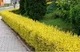 Бірючина Вікарій (Ligustrum Vicaryi) (горшок 0,5л.) - зображення 2