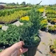 Ялівець "Meyeri" Горшок 1,5л. - зображення 2