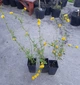 Керія японська махрова "Pleniflora" ( горшок 0.5 л.) - изображение 2