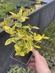 Бересклет Форчуна "Emerald Gold" горшок 0,5л. - изображение 2